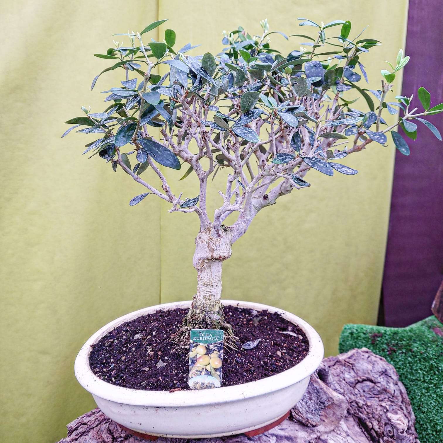 olivo bonsai