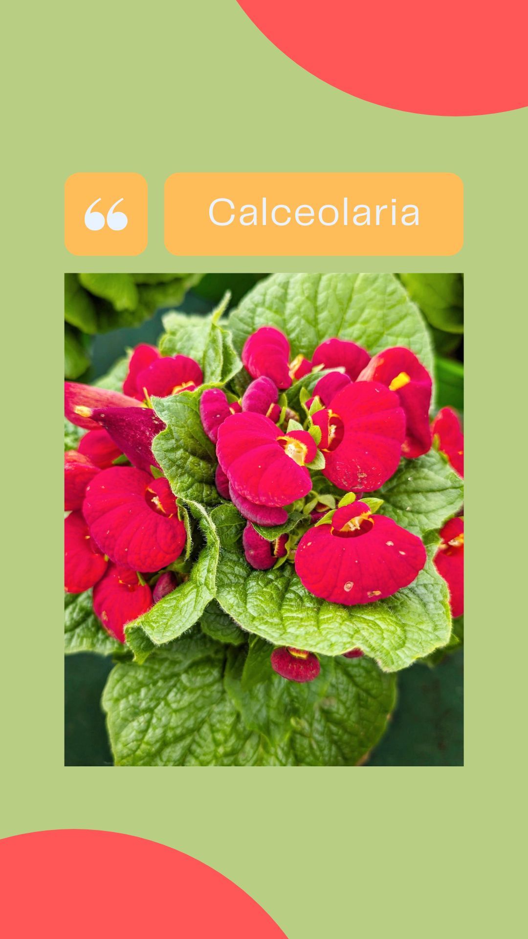 calceolaria